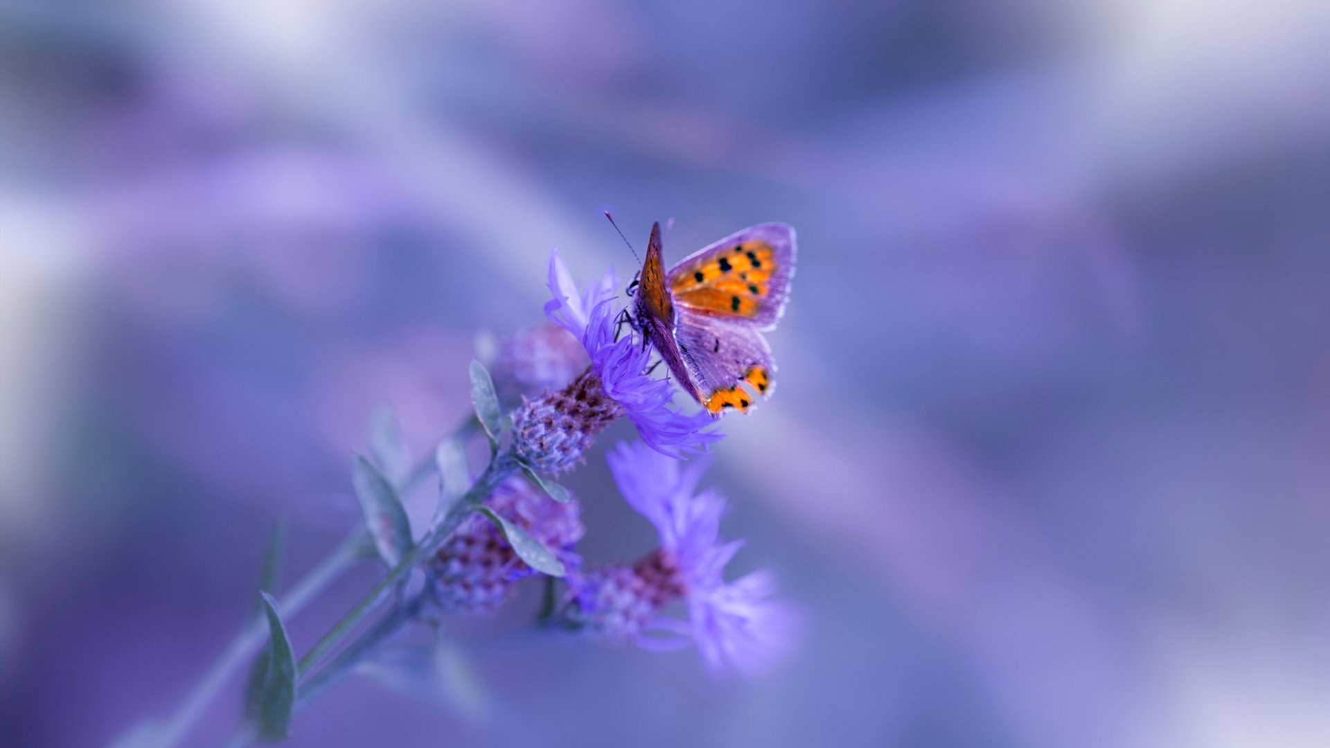 霍勒迪关键一击定乾坤，鹈鹕险胜太阳的激情之夜