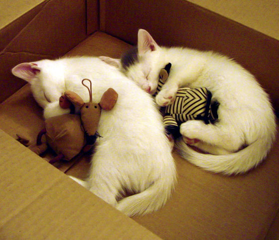 米切尔末节封神,吉林队惊天逆转带走凯尔特人