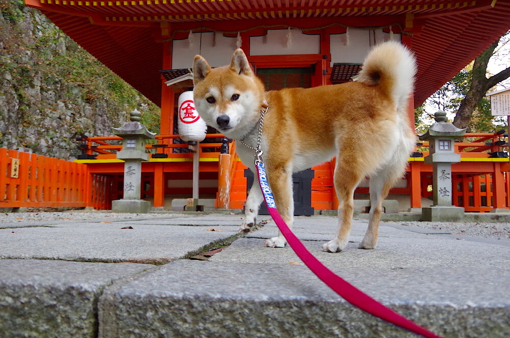 关键先生卡拉斯科助皇家社会摩洛哥突围
