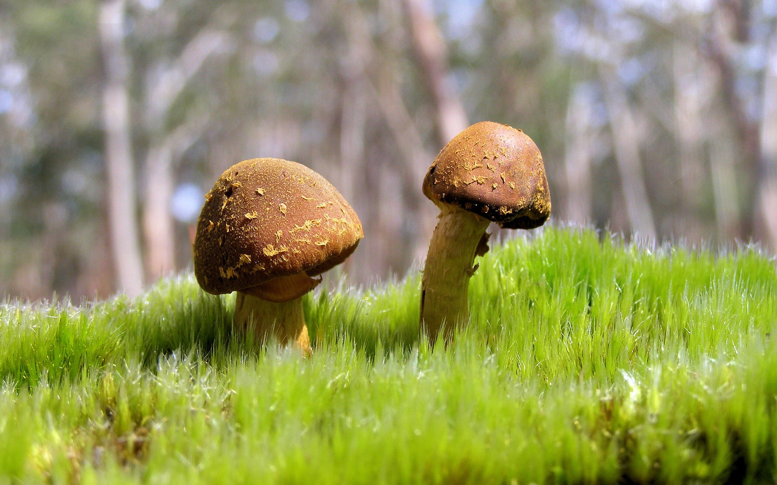 从希腊到慕尼黑，当精神粉碎遇上战术接管