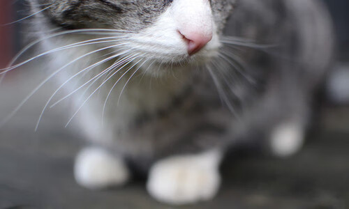 门将的战争,从库尔图瓦的教科书到希腊神话的冷门公式