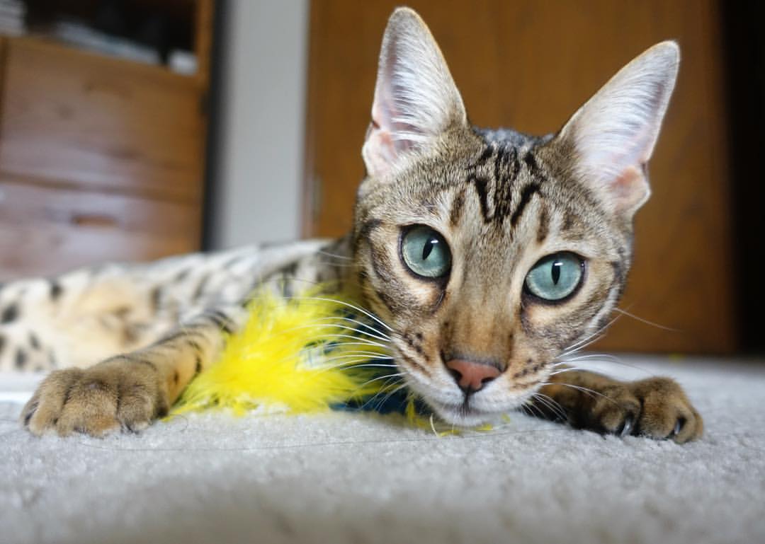 鏖战绿茵,乌克兰力克澳大利亚,阿什拉夫进攻端统治全场