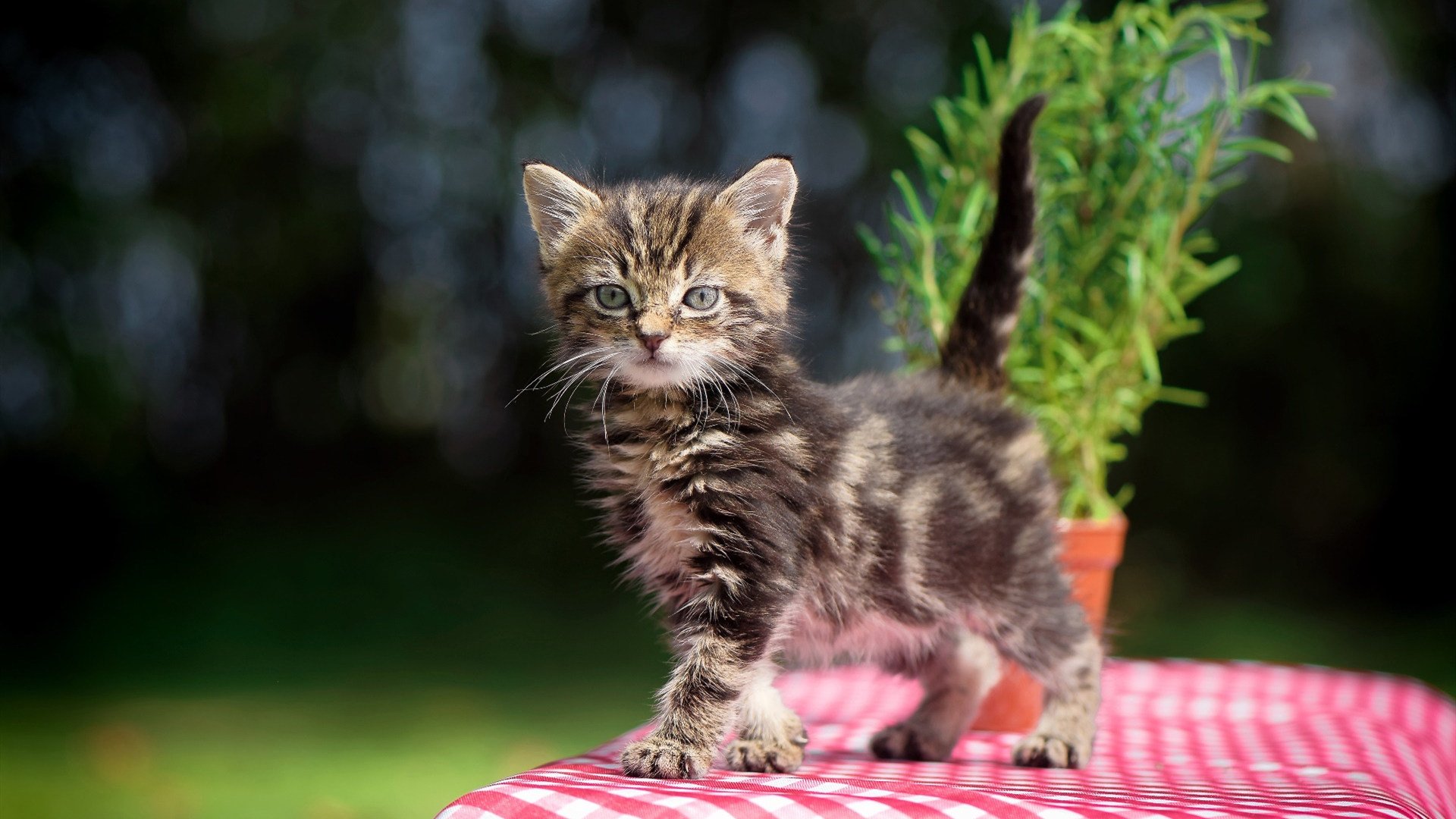 福克斯闪电两传一射导演逆转，西甲国家德比之夜再添经典