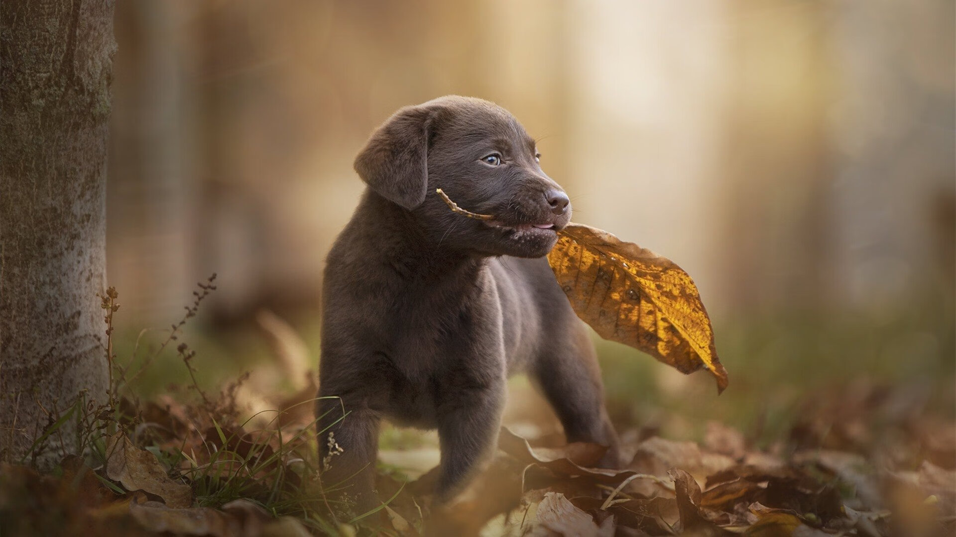 末节15分！马克西三分雨击溃雄鹿防线，绿军主场擒鹿迎三连胜