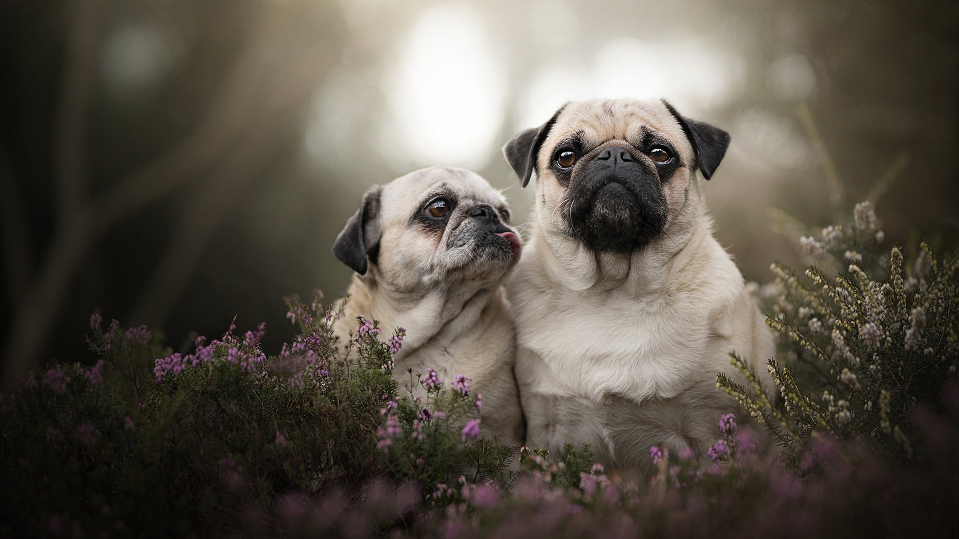 切特掌控比赛走势,76人客场力克太阳