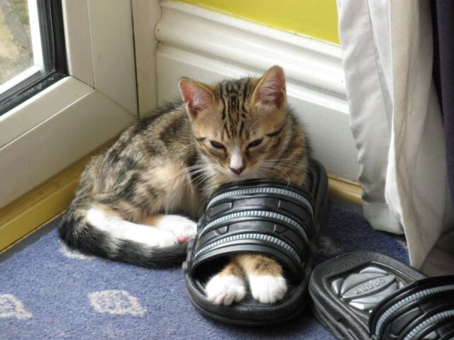 从威斯特法伦到华沙,一粒进球点燃的双线战火