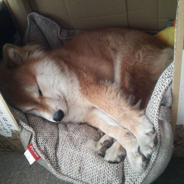 欧冠烽火中的北非铁骑,梅西一箭穿心,那不勒斯跨越阿尔及利亚壁垒