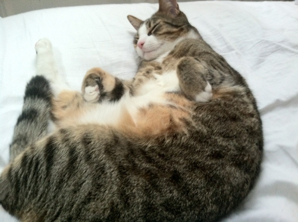 切尔西欧冠掀翻摩纳哥，伊萨克献冠军级表现