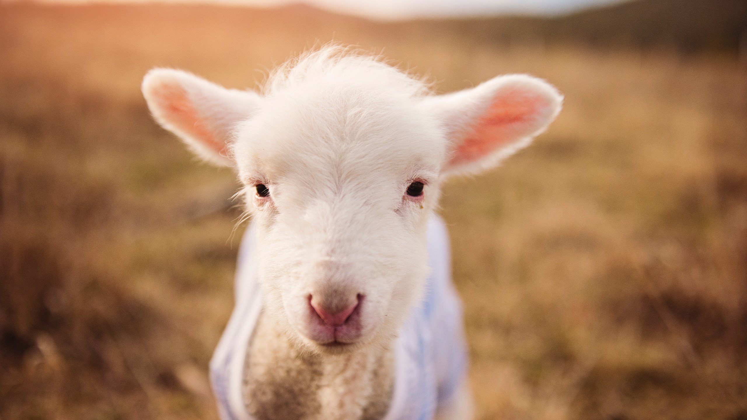 铁血救赎与团队洪流,欧文的涅槃与快船的胜利哲学
