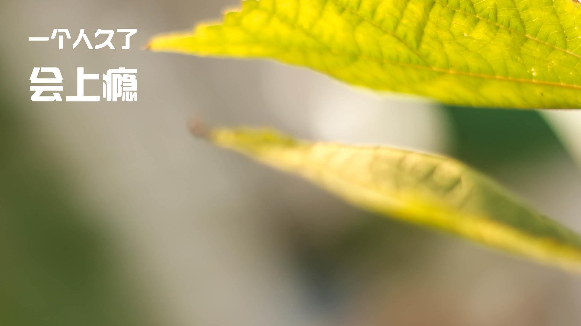 足球世界的双重奏,西甲国家德比激战正酣,瑞士生死战力克威尔士