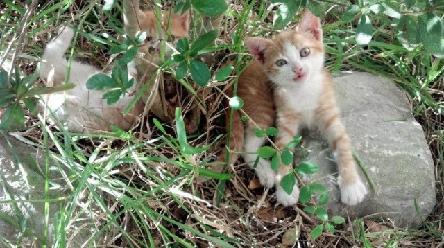 约基奇独舞掀翻山峦，骑士众志逆转鹰击长空，篮球胜利的两极书写