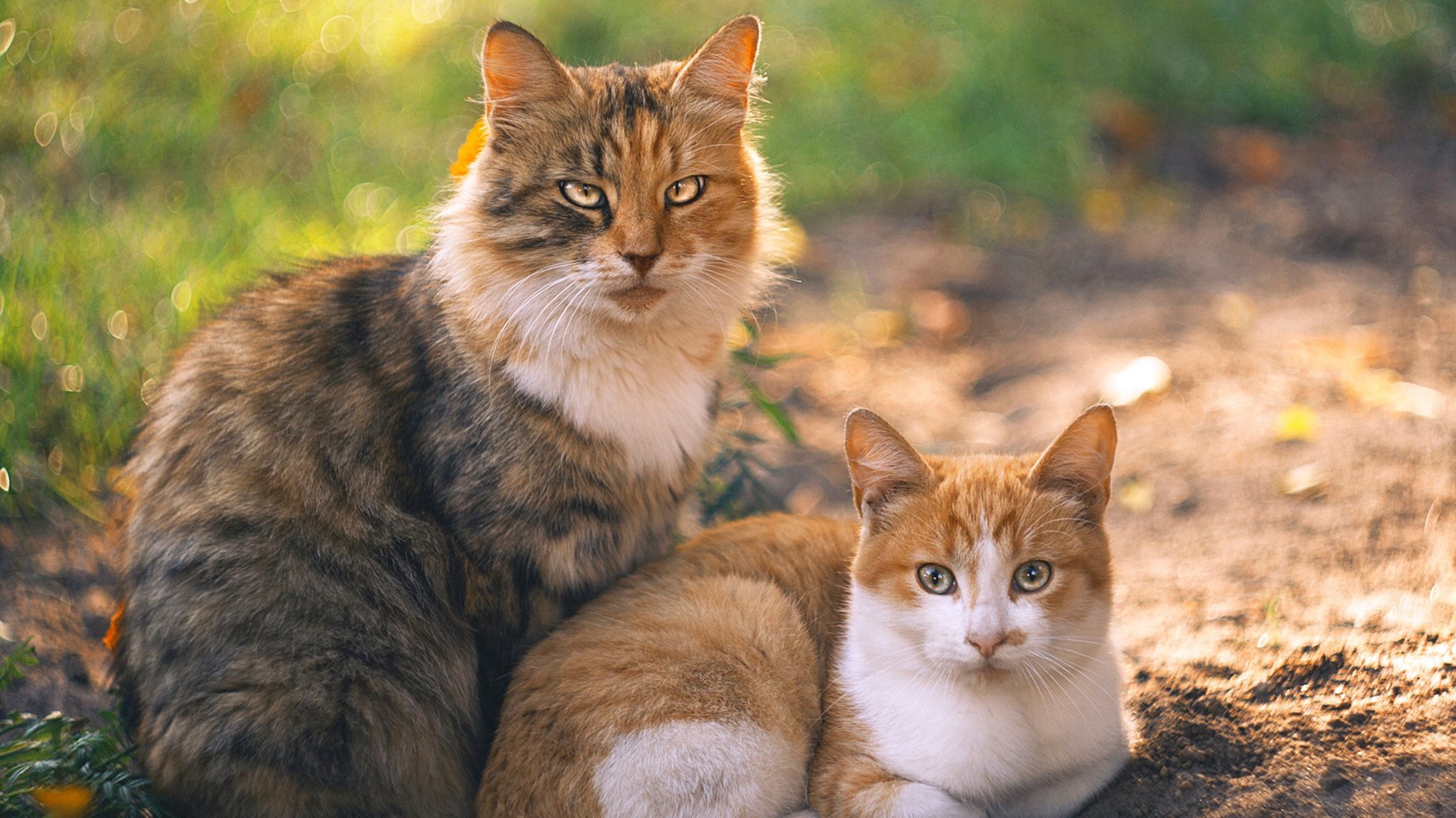 开云体育APP下载-关键时刻的巨星答案，从利拉德读秒绝杀到乔治一剑封喉