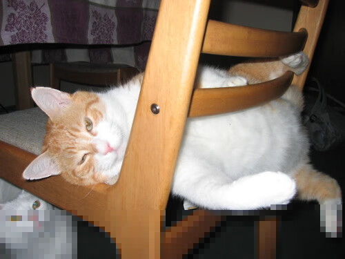 拉文里程碑之夜闪耀，猛龙队险胜北京队展现篮球魅力